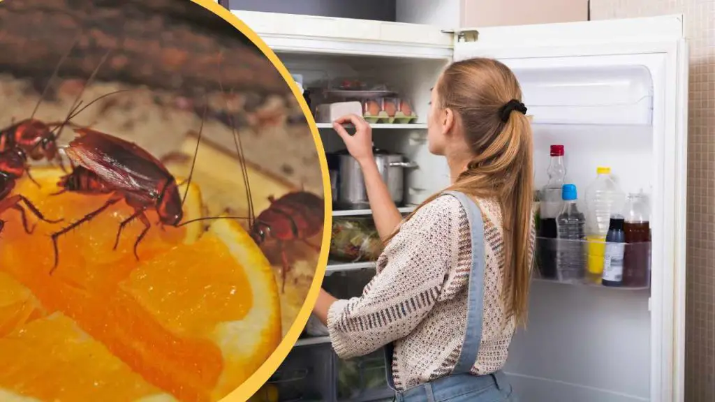 Las cucarachas desaparecerán de tu casa gracias a este ingrediente que tienes en la nevera