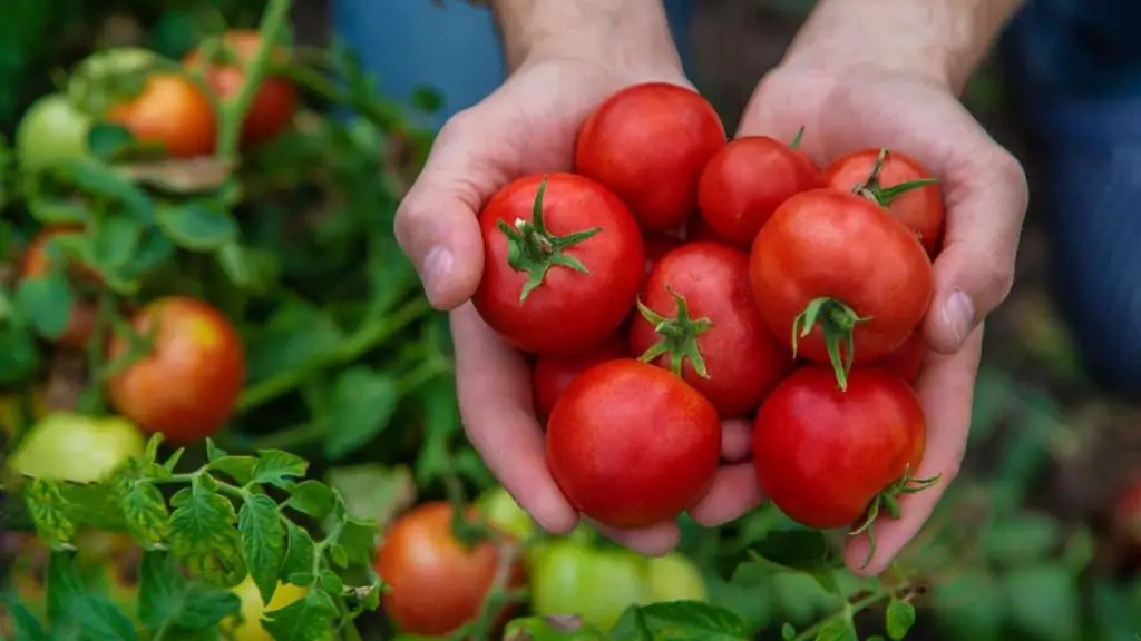 Tomates, este truco aumenta el rendimiento de tus plantas en un 30%.