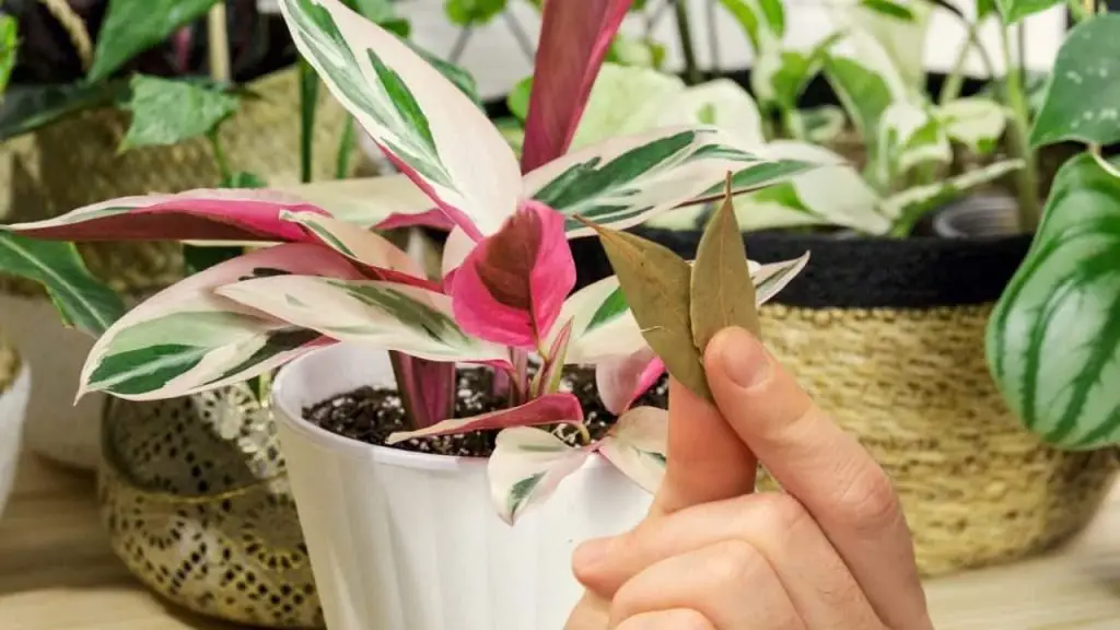 Pon 3 hojas de laurel en las plantas que tienes en tu jardín: reveló el motivo