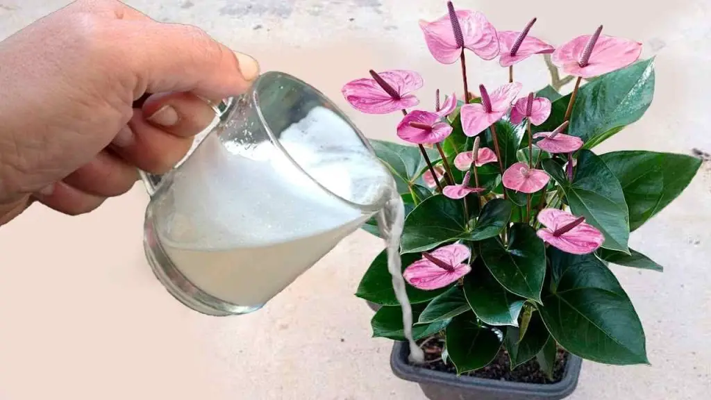 Solo 1 vaso de esto crecerá muchas flores tanto en el balcón como en el jardín