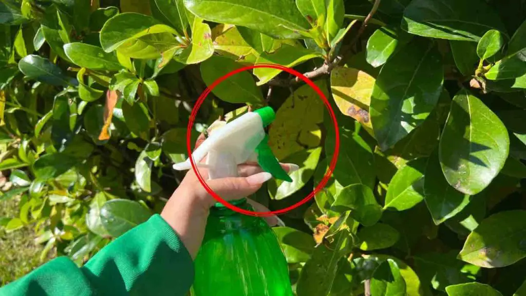 Elimine las plagas de las plantas en solo segundos, simplemente rocíe esto
