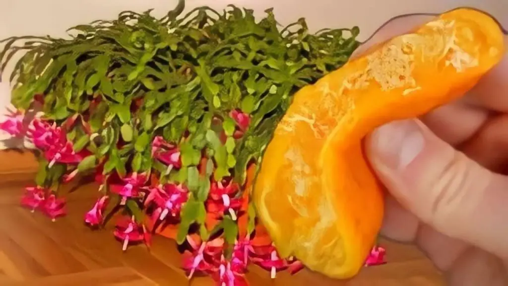 Nunca floreció así: 1 cucharada de este ingrediente hace la diferencia