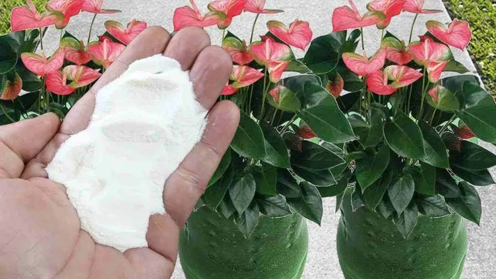 Con solo una cucharada de este ingrediente harás que las plantas florezcan