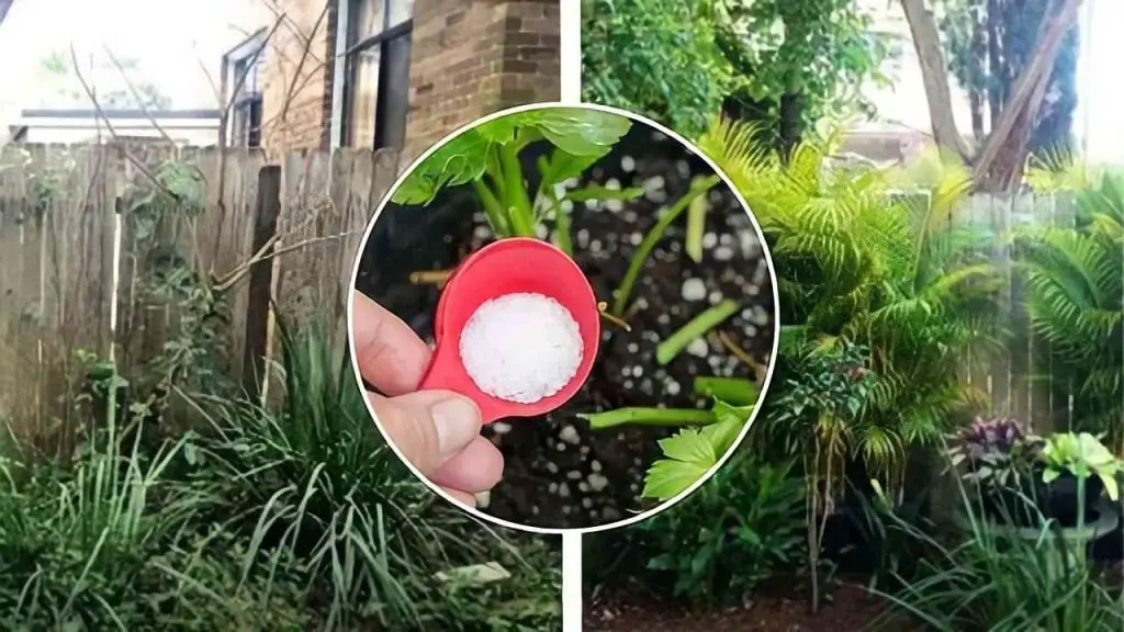 Sal para el lavavajillas del jardín, esto es lo que les pasa a las plantas si lo intentas