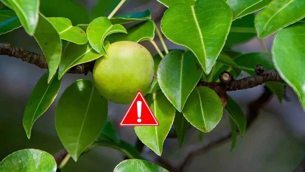 Cuidado con el árbol de la muerte, te puede matar si lo tocas mientras llueve