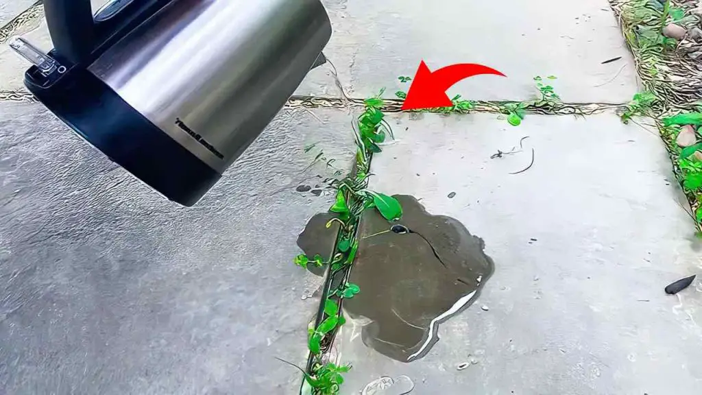 Weeds in the driveway, here’s the brilliant trick to eliminate them instantly