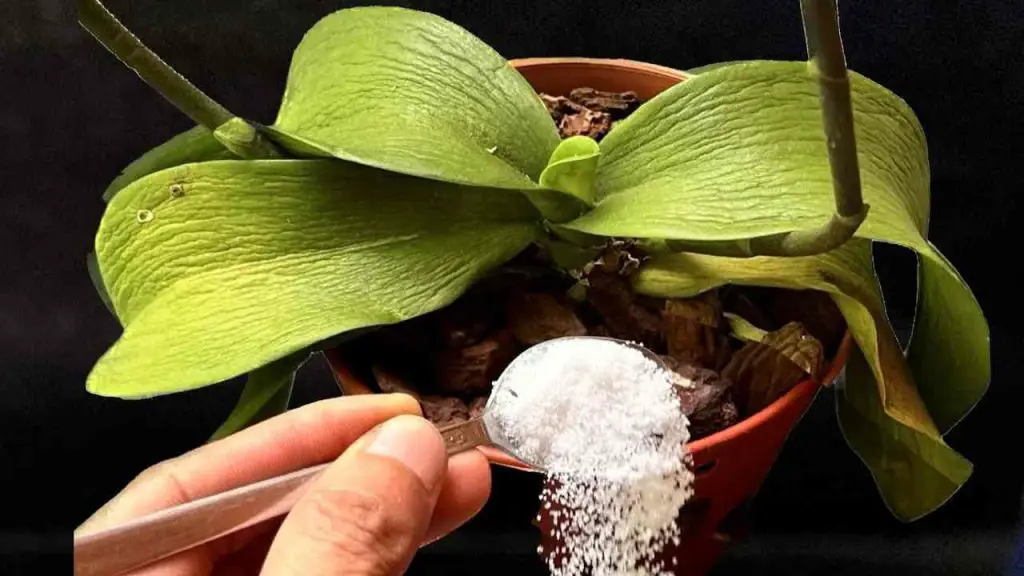 Todas las plantas marchitas revivirán así: una cucharada es suficiente