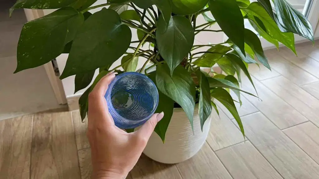 Pon una cucharada de peróxido de hidrógeno en las plantas: no creerás lo que pasa