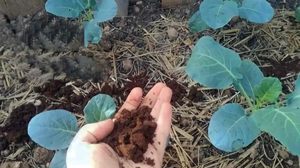 Este fertilizante natural para plantas pondrá celosos a todos los vecinos