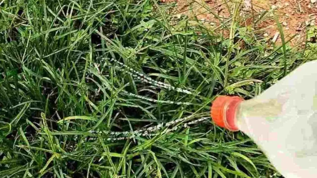 El método para erradicar las malas hierbas del jardín de forma natural