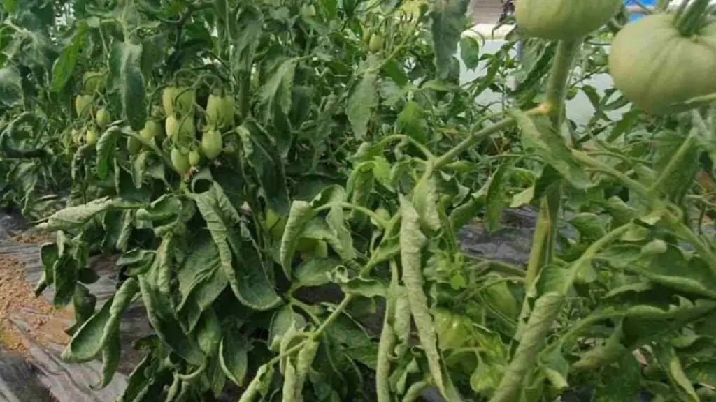 ¿Por qué las hojas de tomate a menudo se tuercen? es su propia culpa