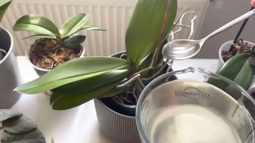Orquídeas, 1 cucharada es suficiente y florecerán sin parar: abono muy potente