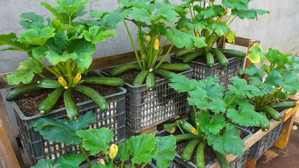 Calabacín, aquí le mostramos cómo cultivarlos en casa para obtener una cosecha completa y exuberante