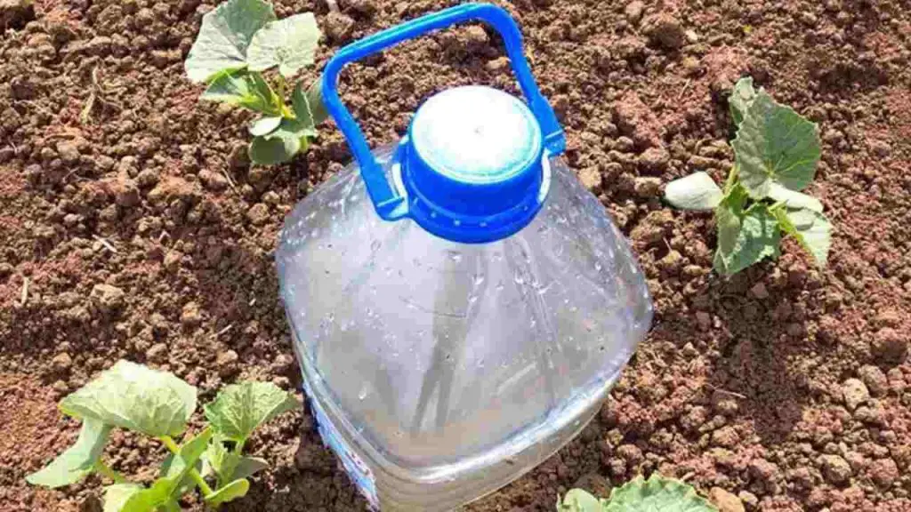 El sistema más simple para regar pepinos, tomates, calabacines, sandías y melones.