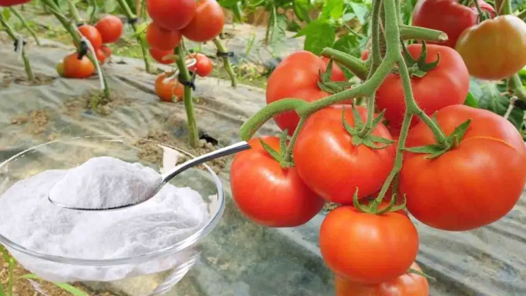 Huerto, aquí está la única protección natural poderosa contra enfermedades y plagas