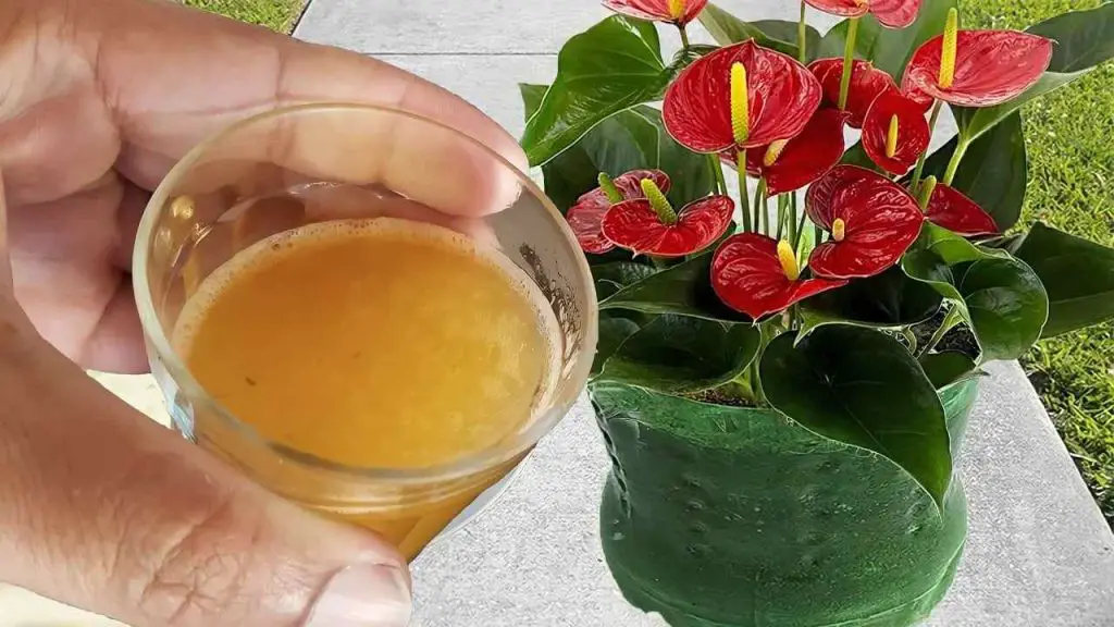 Solo si viertes esta copa, tus flores permanecerán exuberantes durante 3 años: resultado garantizado