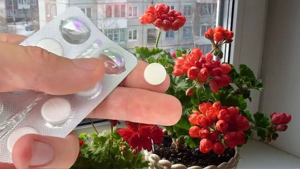 Despierta cualquier tipo de flor en pleno invierno, todas estarán celosas de tu jardín