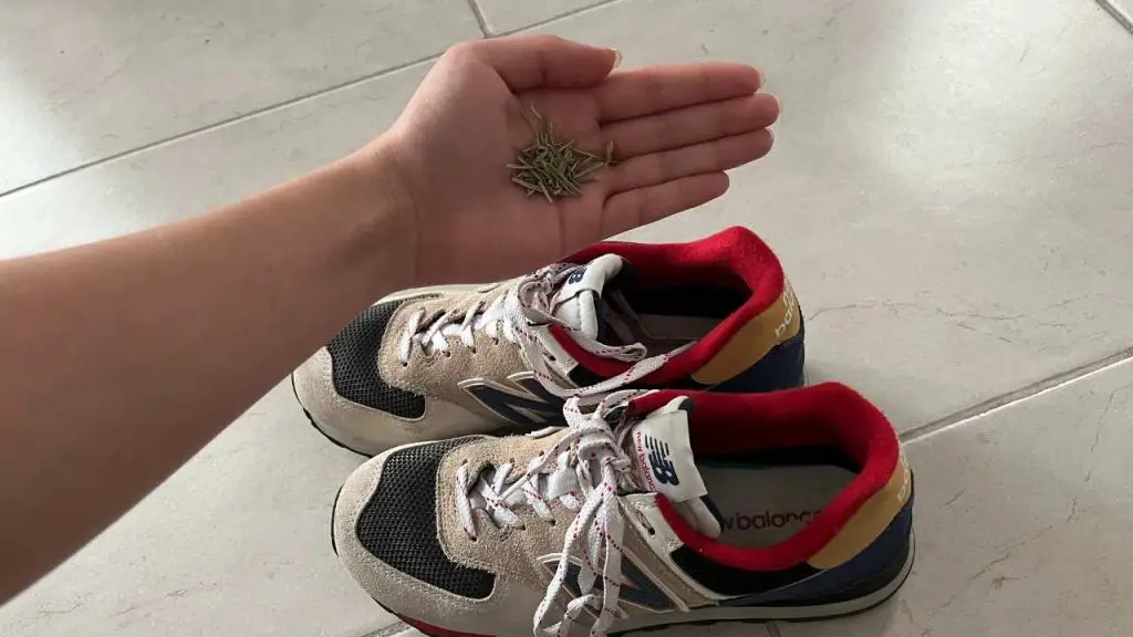 Pon un poco de romero en tus zapatos antes de dormir: por qué