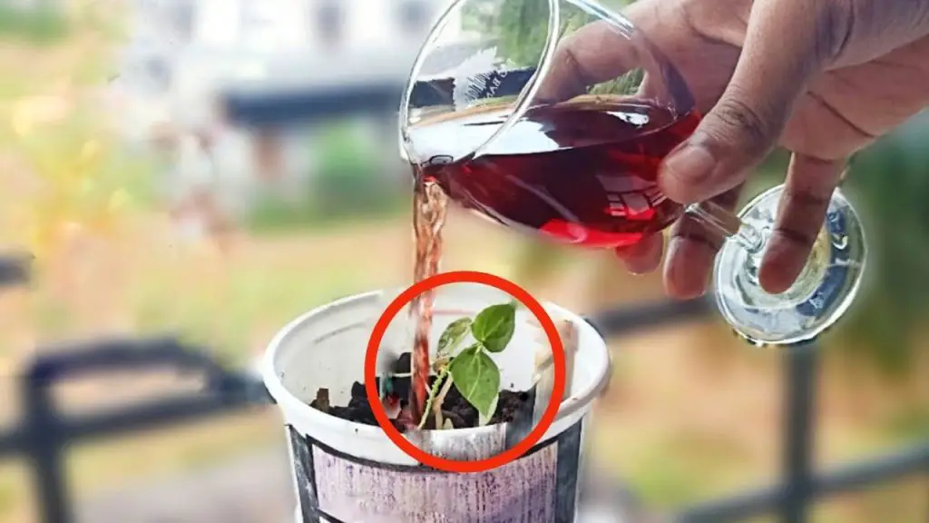 No tardarás mucho en ver tus exuberantes plantas en unas pocas horas.