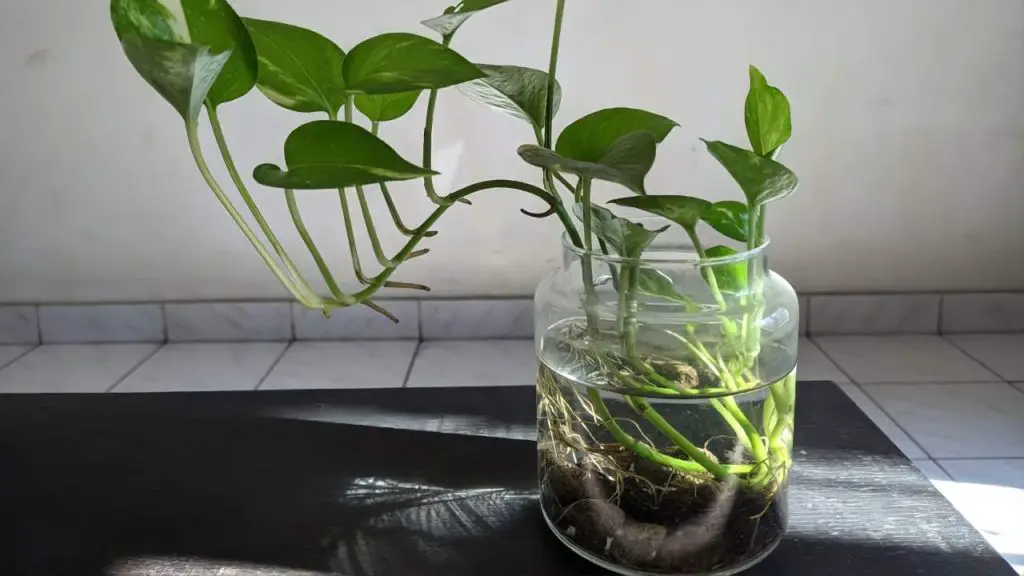 Pothos, cómo cultivarlo en un frasco: el procedimiento paso a paso