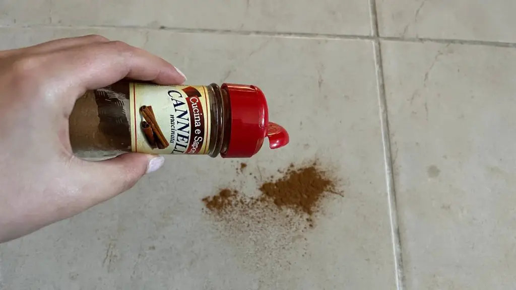 Tira 1 pizca de canela al suelo, el truco que lleva décadas funcionando