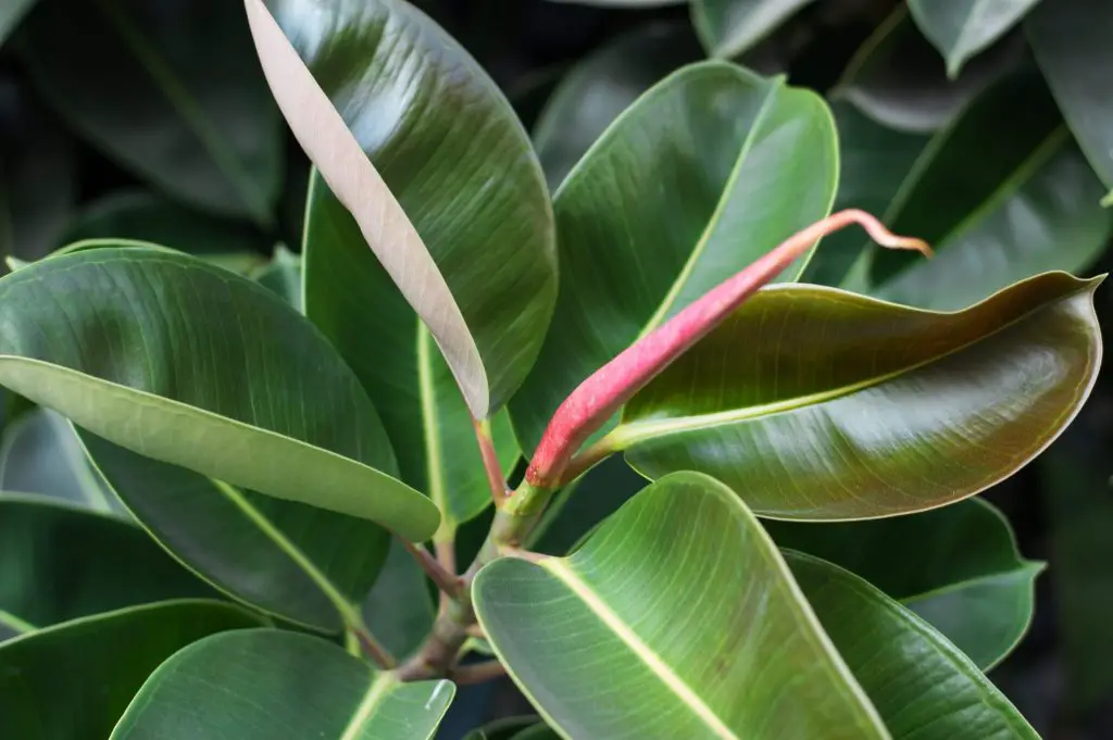 Cómo cultivar ficus robusta en casa y combatir los contaminantes