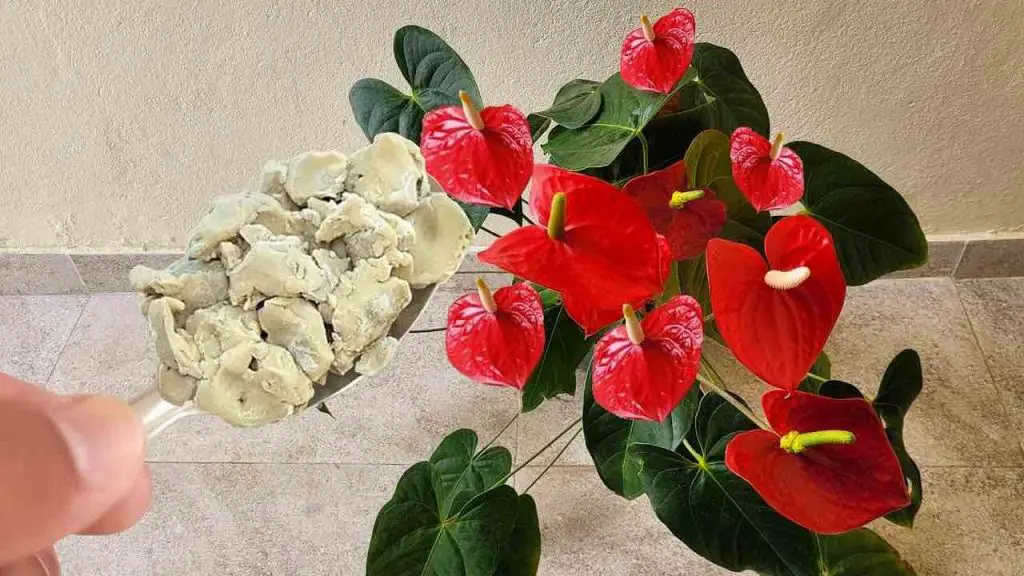 Anthurium, como tener una explosión de flores – el barrio querrá saber el secreto