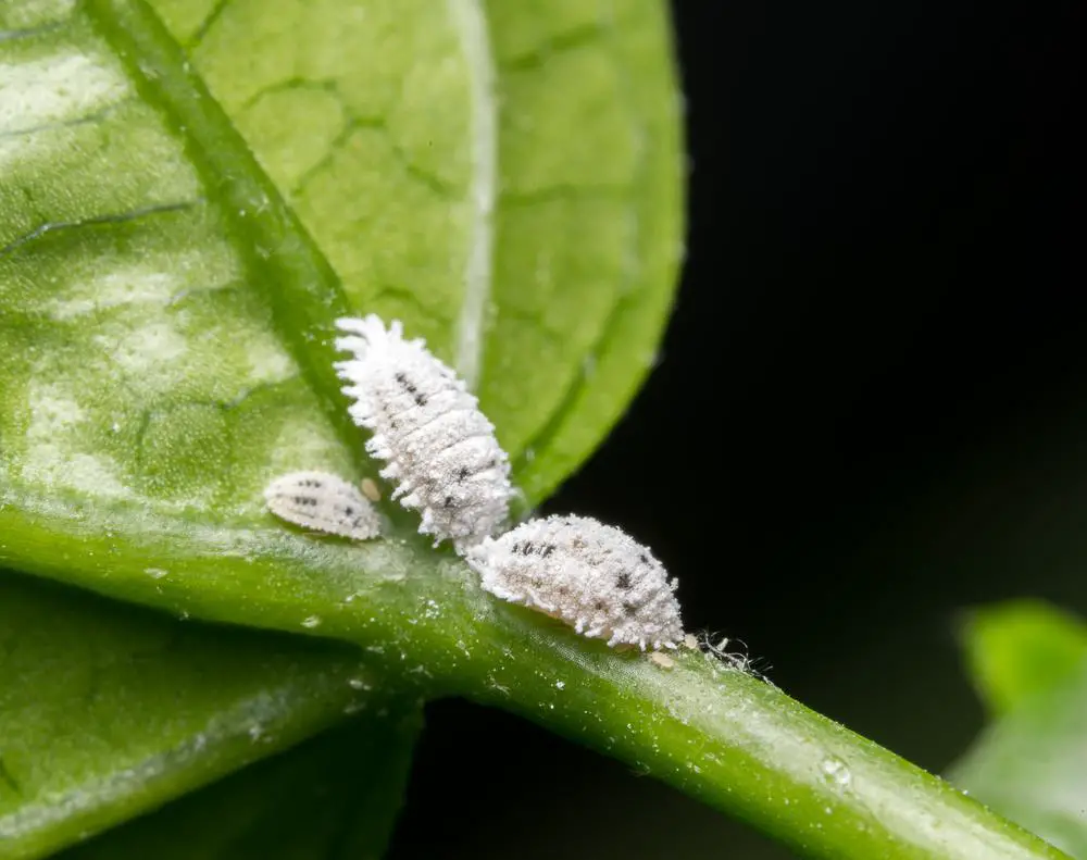 3  Effective Methods to Combat Mealybugs on Plants