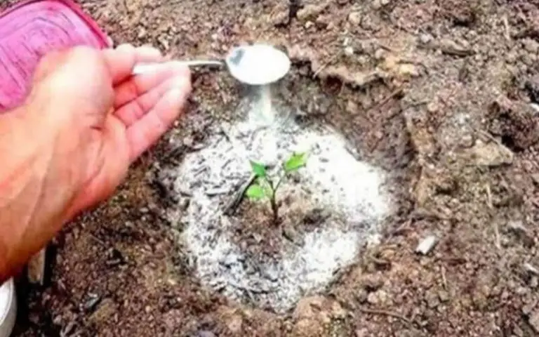 30 Awesome and Unique Uses for Baking Soda in the Garden