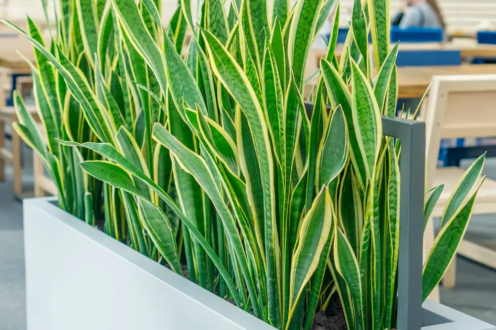 5 Reasons Why You Should Have a Sansevieria at Home