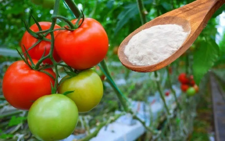 5 Reasons to Incorporate Baking Soda into Your Plant Care Routine   