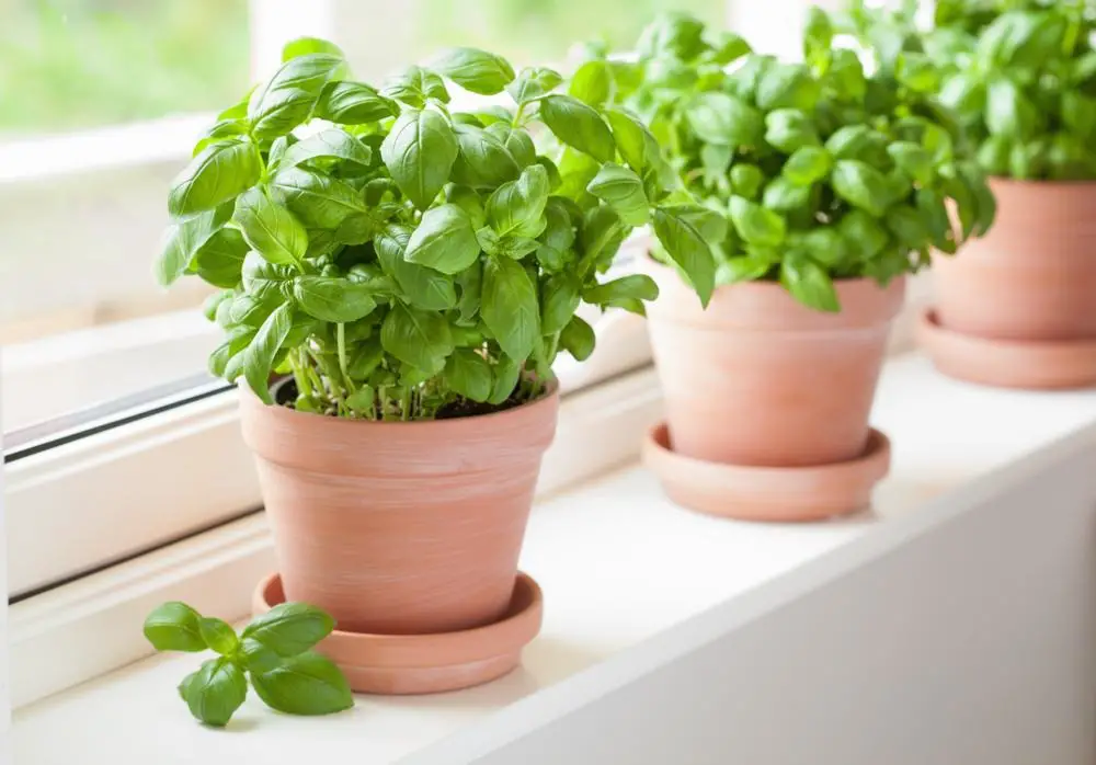 7 Plants That Repel Pests from Your Garden