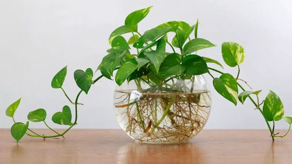 7 plants that grow and bloom in water, no need to use soil.