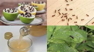 7 remedios naturales contra los insectos