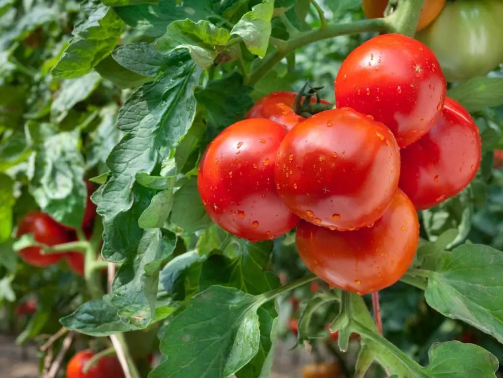 8 Common Mistakes to Avoid for a Successful Tomato Harvest