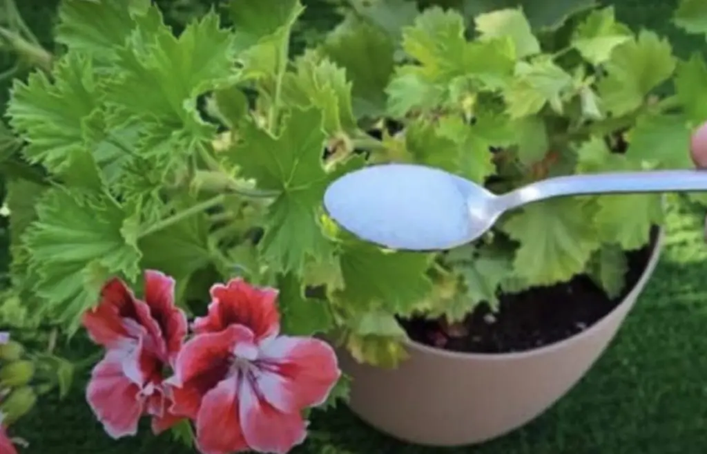 Abono DIY: el método para tener plantas sanas y fuertes