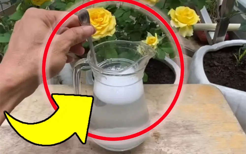 Abono natural, el mejor cuesta sólo 10 céntimos: ¡todos los viveristas lo utilizan!