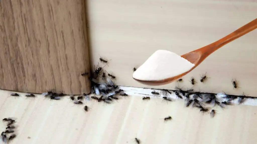 Ants, this essential ingredient in the pantry makes them run away