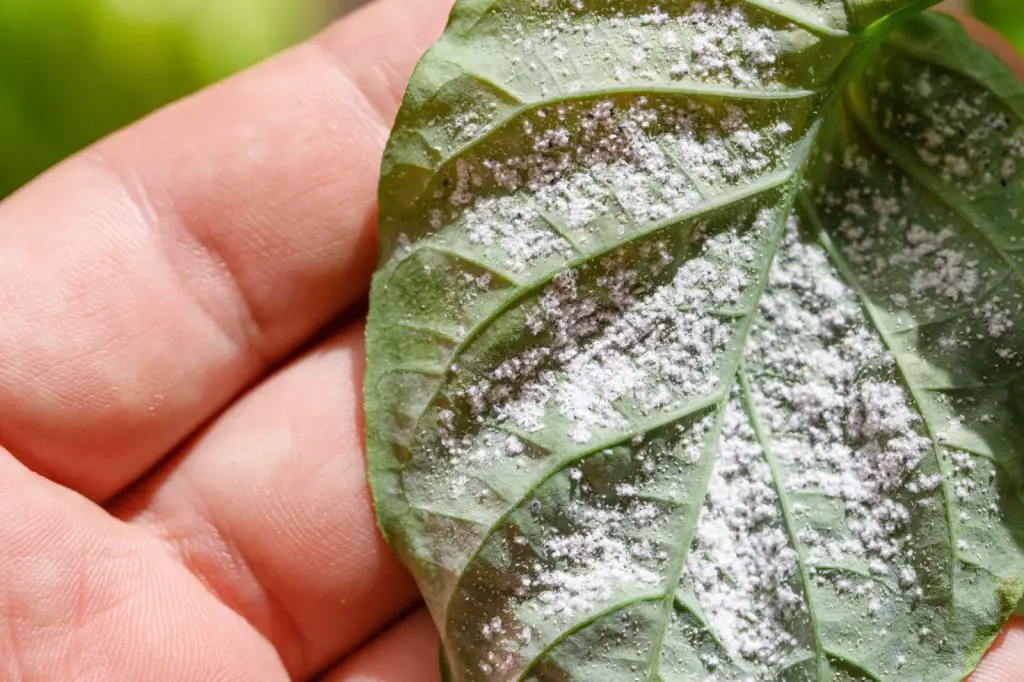 Aphids and scale insects disappear instantly with this natural pesticide