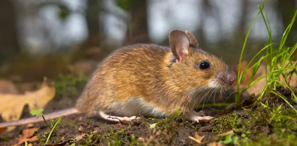 Aquí están las plantas repelentes naturales y efectivas para mantener a los ratones y otros roedores alejados de tu hogarAquí están las plantas repelentes naturales y efectivas para mantener a los ratones y otros roedores alejados de tu hogar