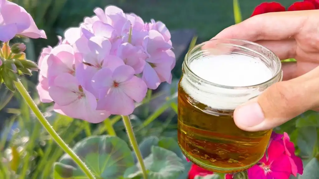 Astonishing Transformation: Pelargonium (Geranium) Thrives from Stick to Lush Bush!