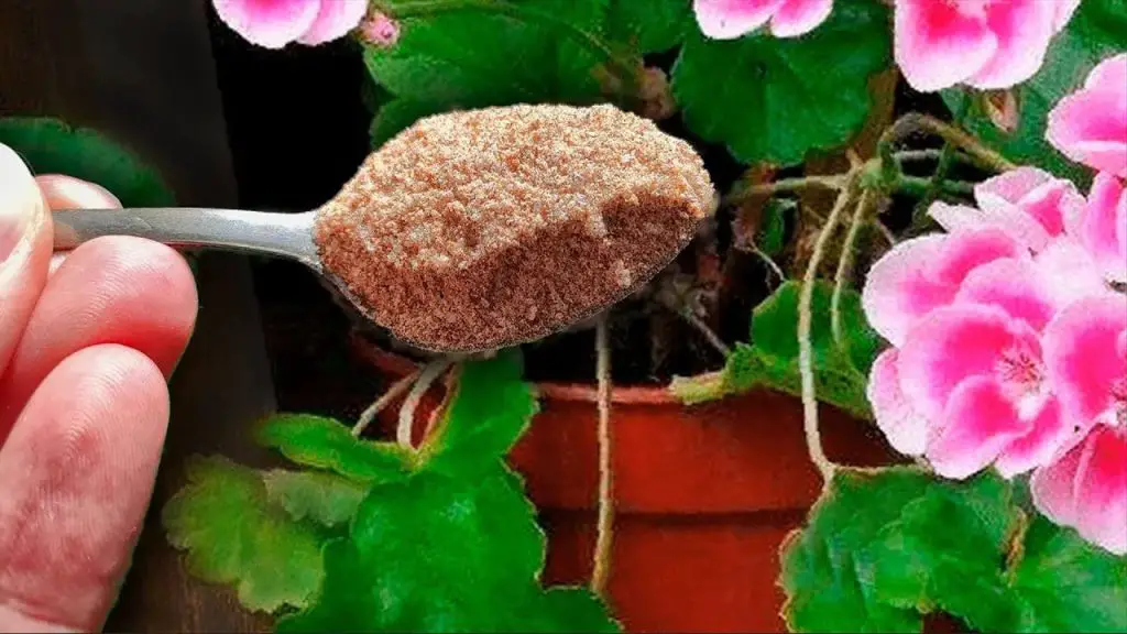 Blooming Brilliance A Simple Geranium Remedy for Year-Round Beauty!