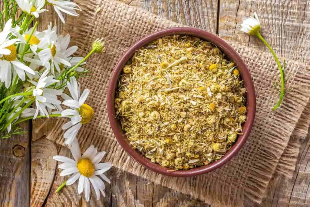 Chamomile is a plant with multiple benefits