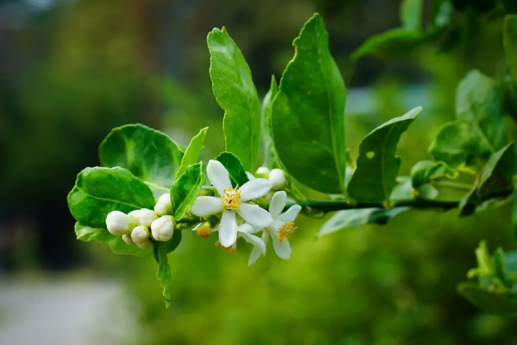 Come prendersi cura della pianta di limoni quando inizia a fiorire