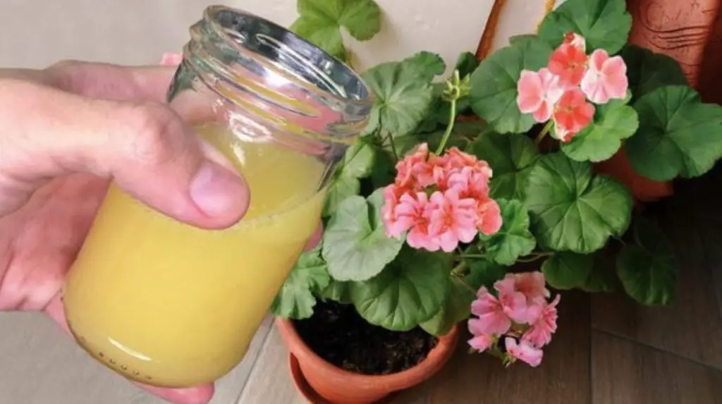 Come realizzare un fertilizzante naturale: il metodo con l’ananas