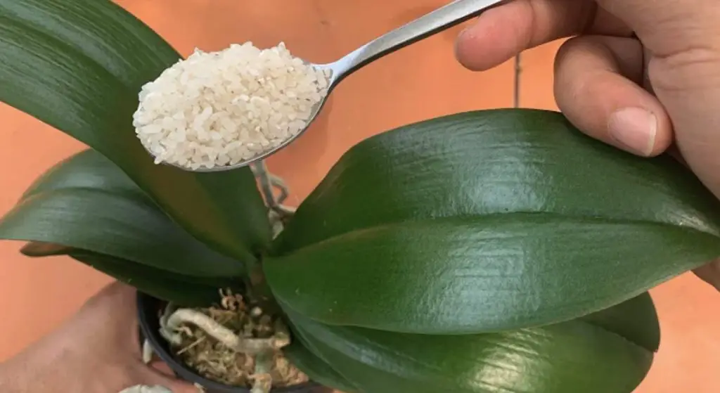 Cómo alimentar a las orquídeas: el método con dos ingredientes naturales