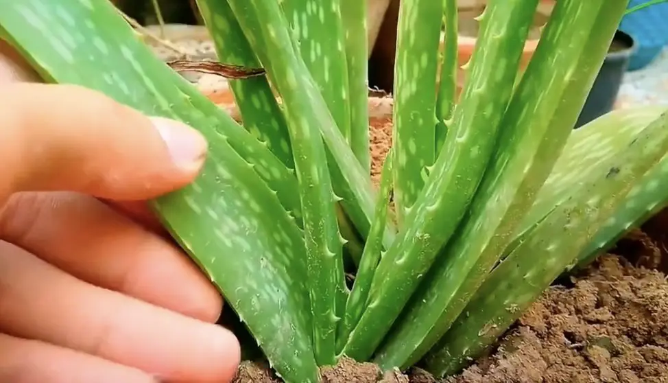 Cómo cuidar el aloe vera cuando hace calor