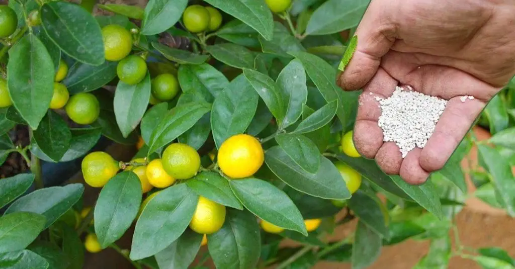 Cómo cuidar el limonero: 10 consejos para hacerlo mejor