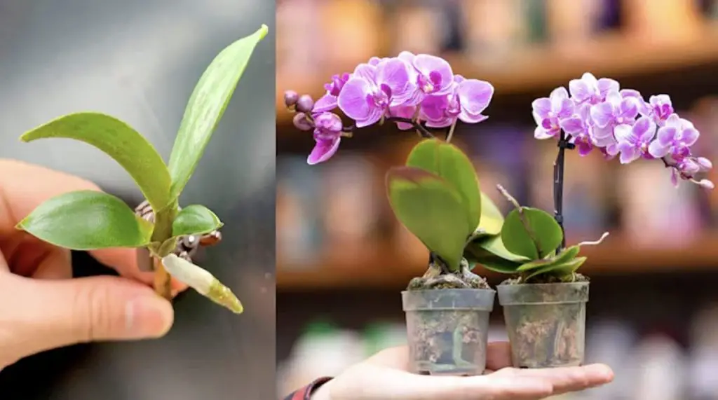 Cómo cuidar las orquídeas: el método con agua de cocción de arroz