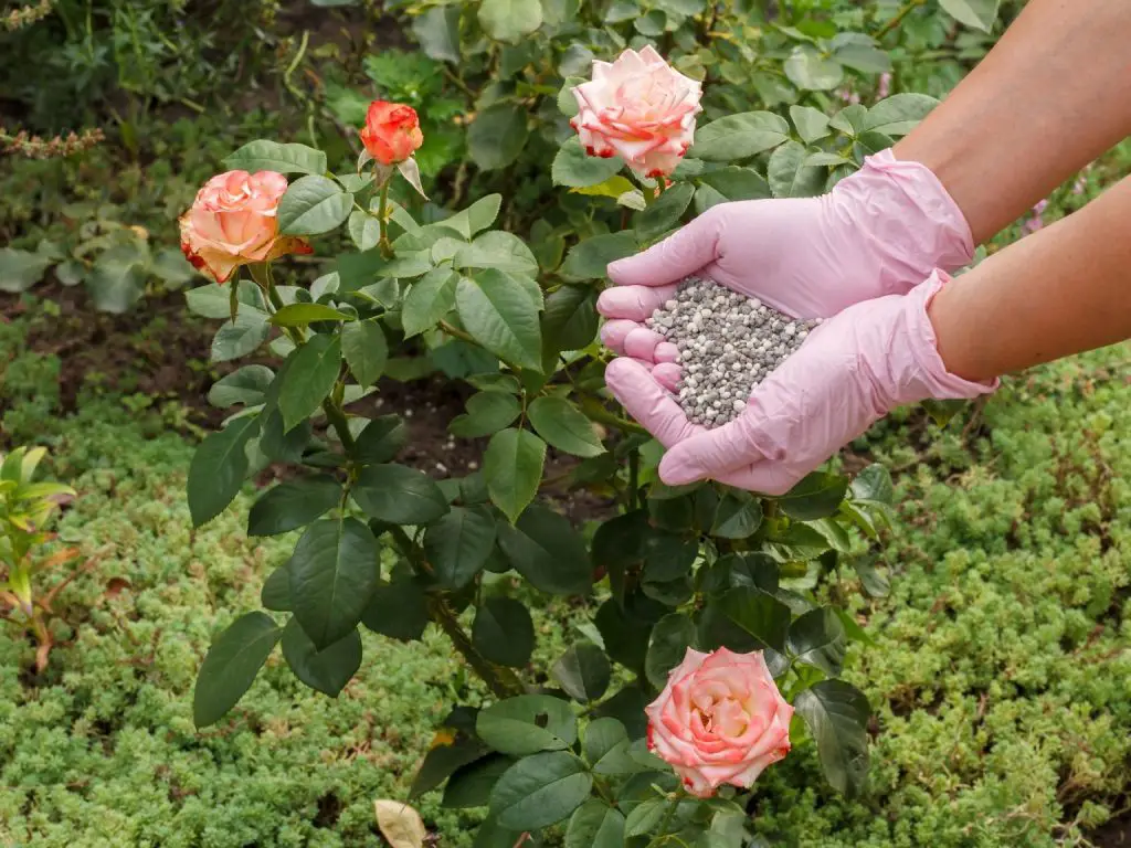 Cómo cuidar las rosas del balcón para tener una floración más exuberante
